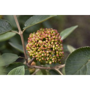 Immergrüner Schneeball Viburnum Rhytidophyllum mit Blütenknospen und Blättern.
