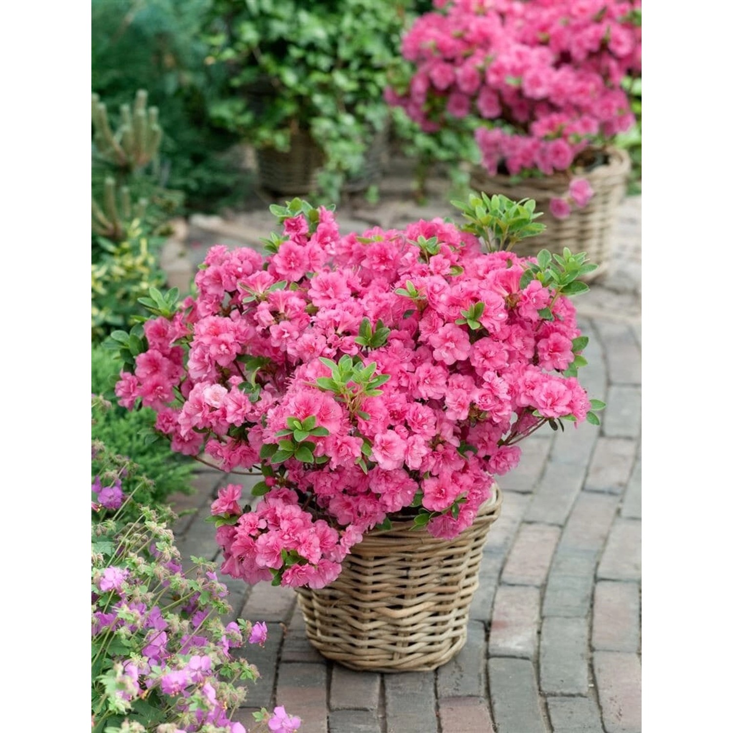 Rhododendron Obtusum Anouk Azalee Rosa 20–25 cm günstig online kaufen