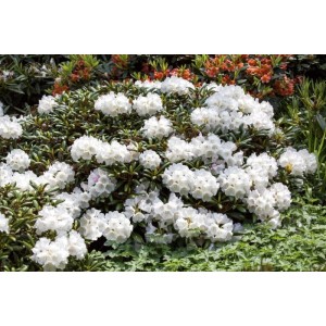 Buschiger Rhododendron Decorum Weiß, 50–60 cm hoch, mit üppigen weißen Blüten.