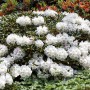 Buschiger Rhododendron Decorum Weiß, 50–60 cm hoch, mit üppigen weißen Blüten.