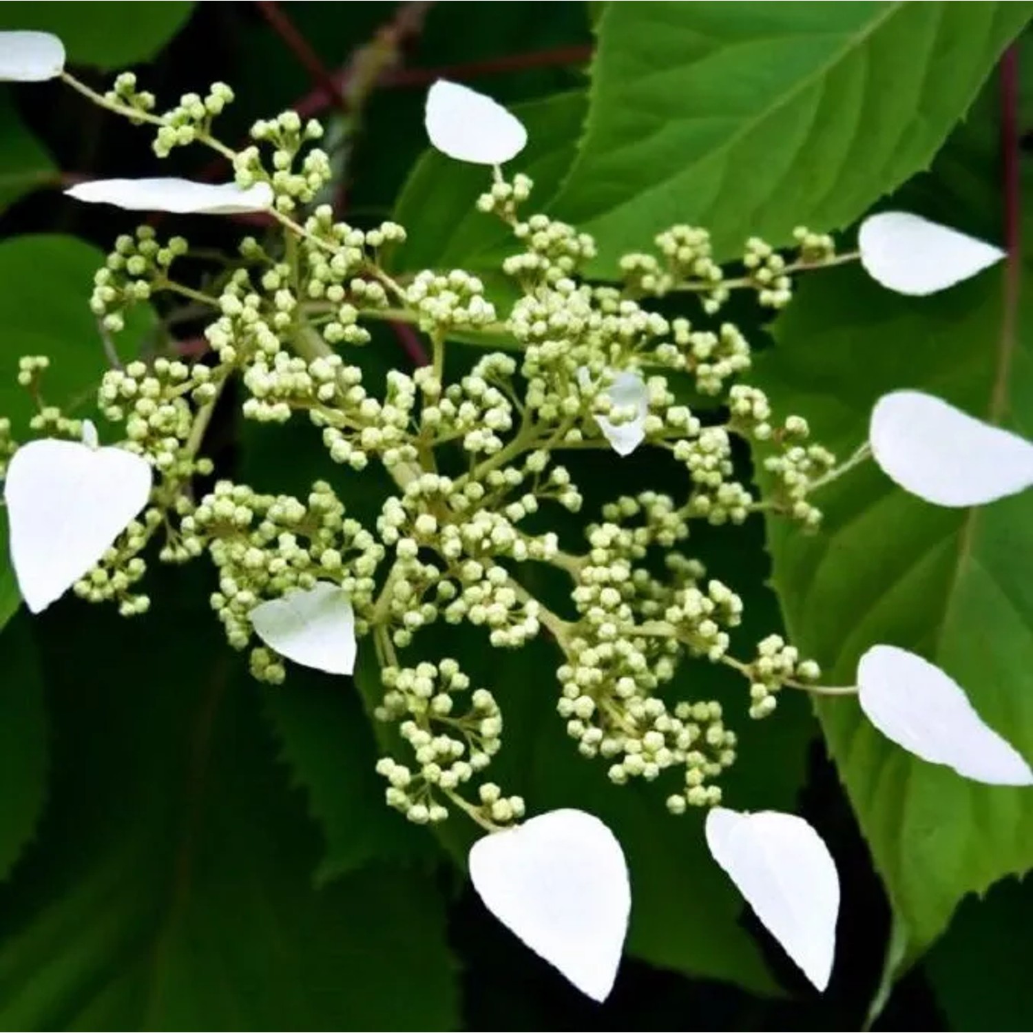 Spalthortensie Schizophragma hydrangeoides 60 bis 80 cm im Container Laubabwerfend