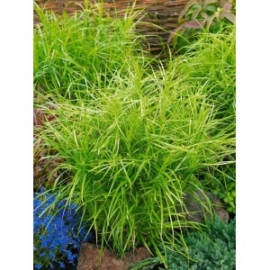 Grün-weiße Carex Silberstreif Segge im 9x9 cm Topf, buschig wachsendes Ziergras für Garten und Kübel.