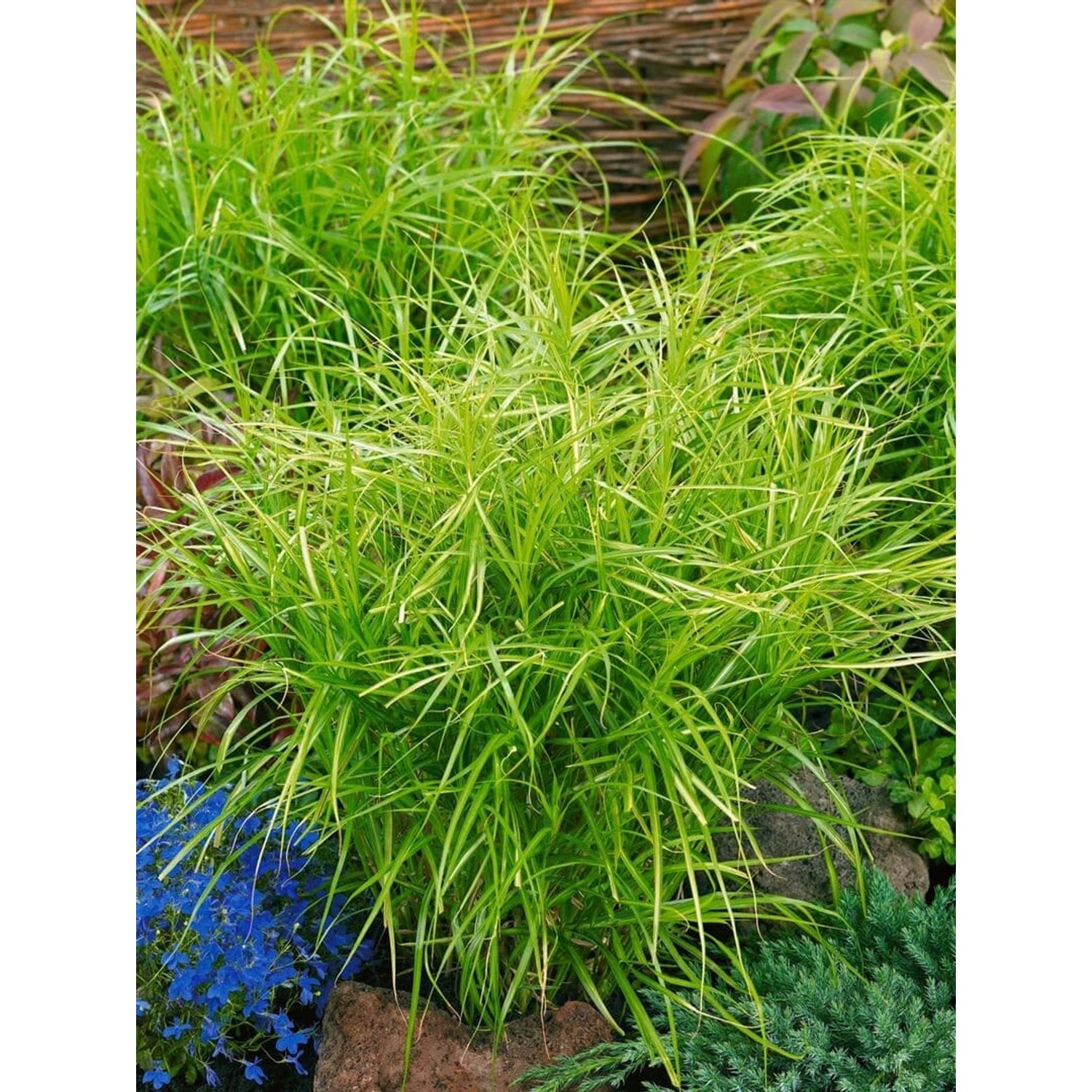 Carex Muskingumensis Silberstreif Segge Grün-Weiß Ca. 9x9 cm Topf günstig online kaufen