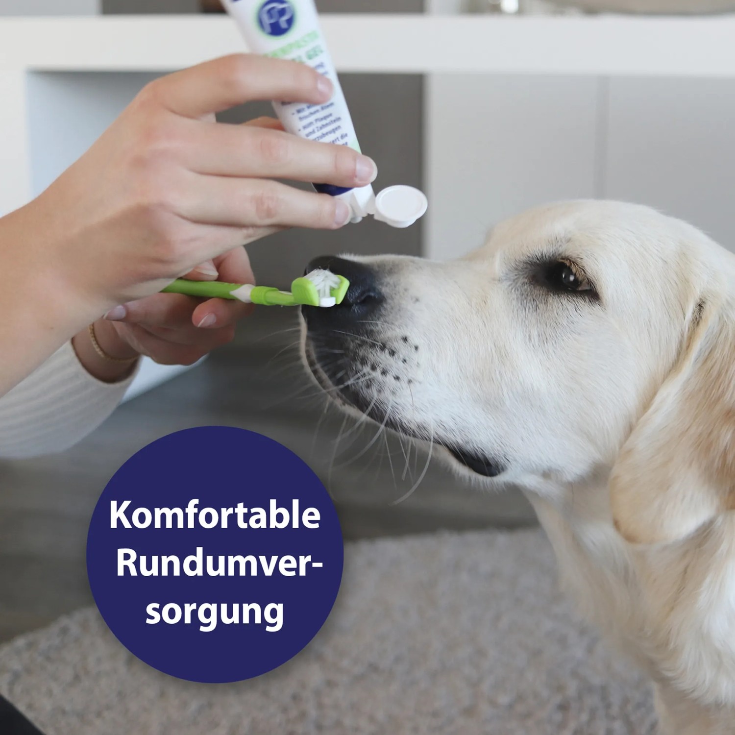 Canosept Zahnpflege-Set für Hunde: Zahnpasta wird auf Zahnbürste aufgetragen.