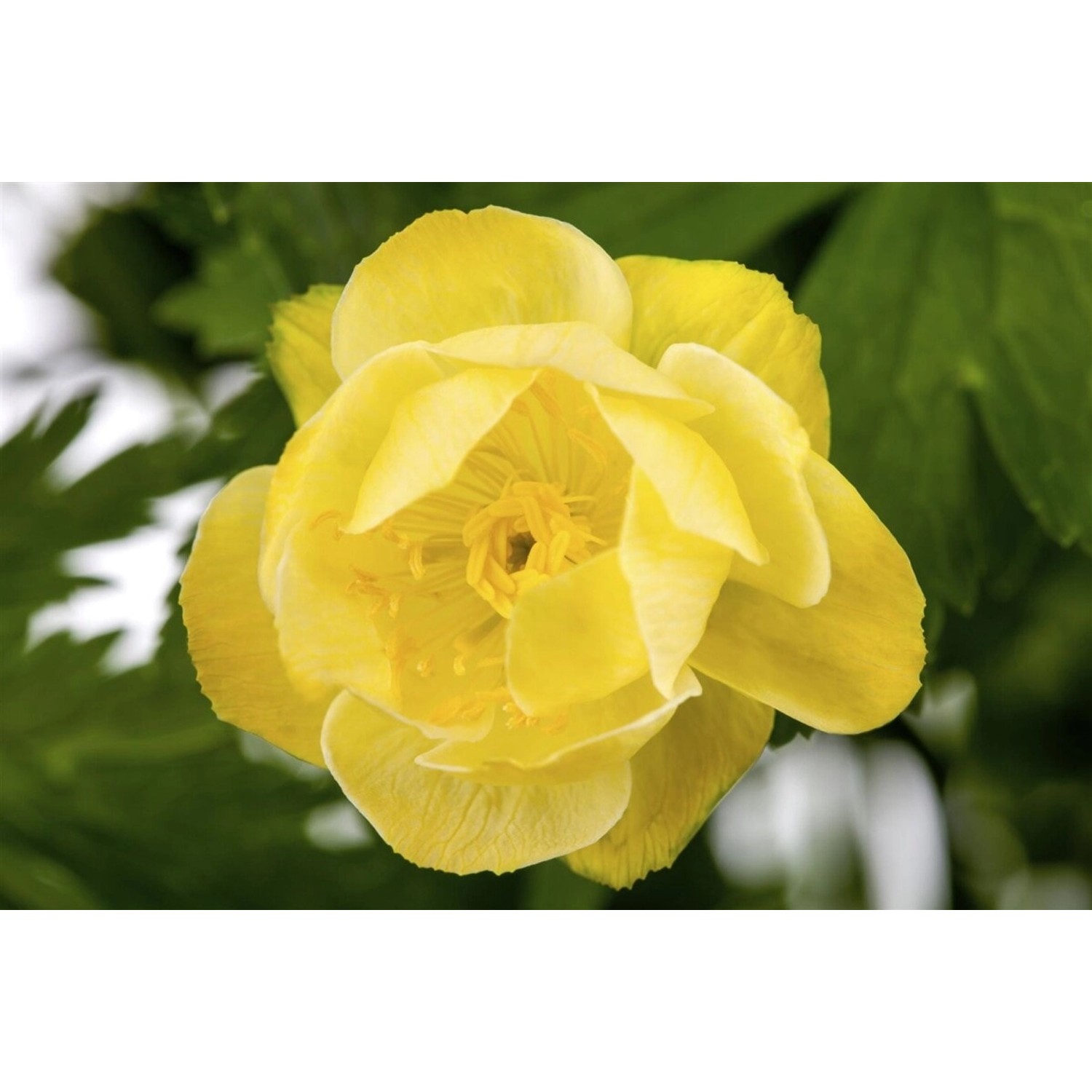 Trollius X Cult.'Alabaster' Trollblume Ca. 11x11 cm Topf günstig online kaufen