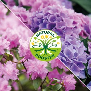 Solabiol Rhododendron- & Hortensiendünger für üppige Blüten.