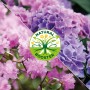 Solabiol Rhododendron- & Hortensiendünger für üppige Blüten.