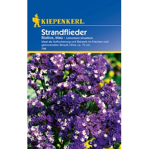 Kiepenkerl Strandflieder Statice Blau, Blumensamen für Beet und Strauß.