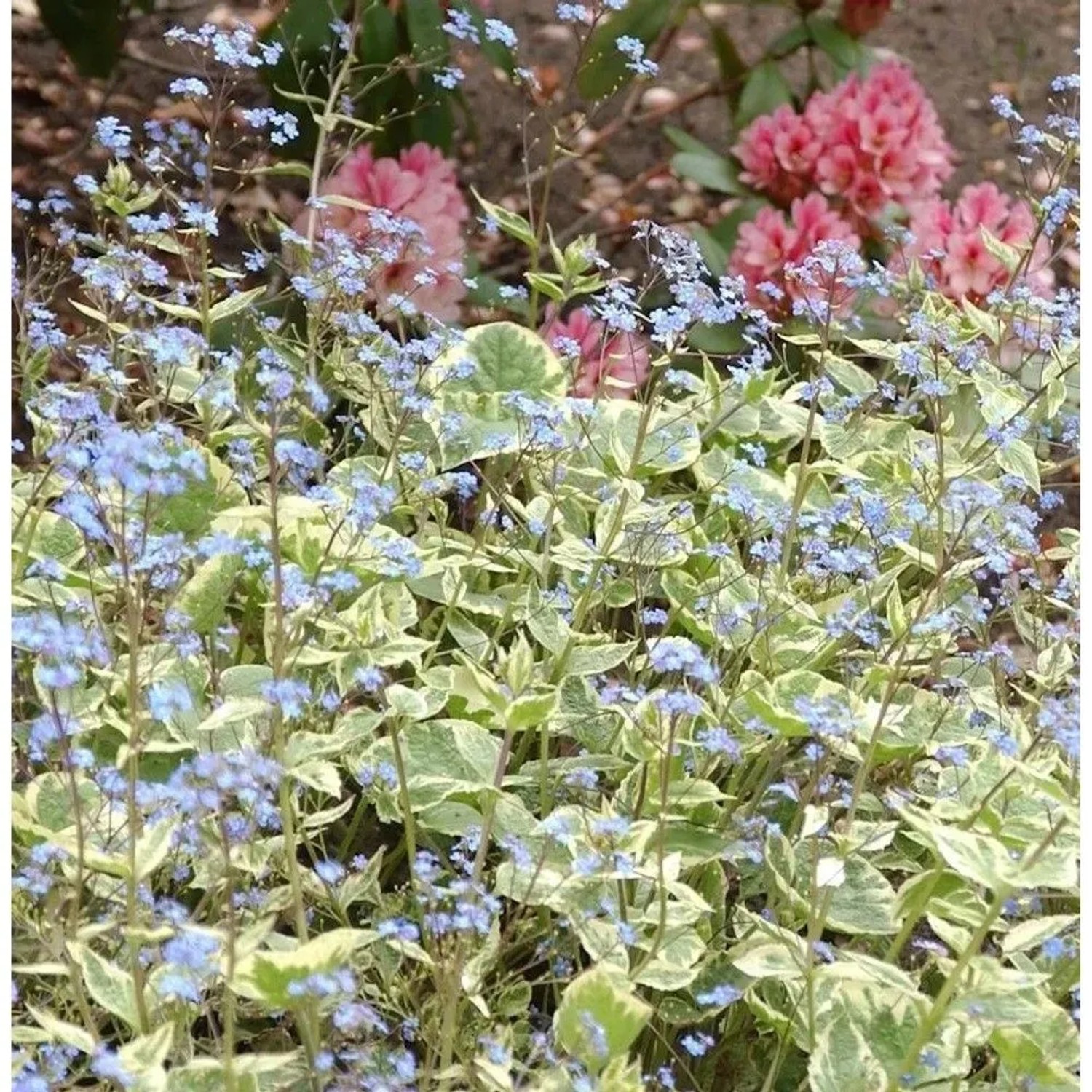 Kaukasus Vergißmeinnicht Hadspen Cream - Brunnera macrophylla