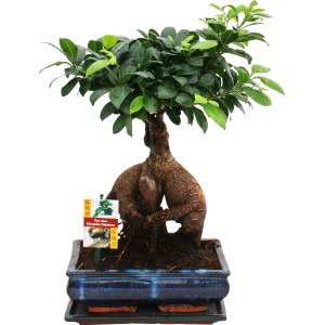 Bonsai Ficus Ginseng im blauen Topf, ca. 25 cm. Zimmerbonsai mit markanten Wurzeln und grünen Blättern.