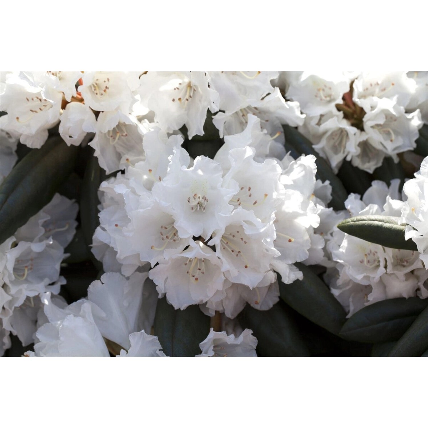 Rhododendron Yakushimanum Falling Snow Weiß 30–40 cm günstig online kaufen