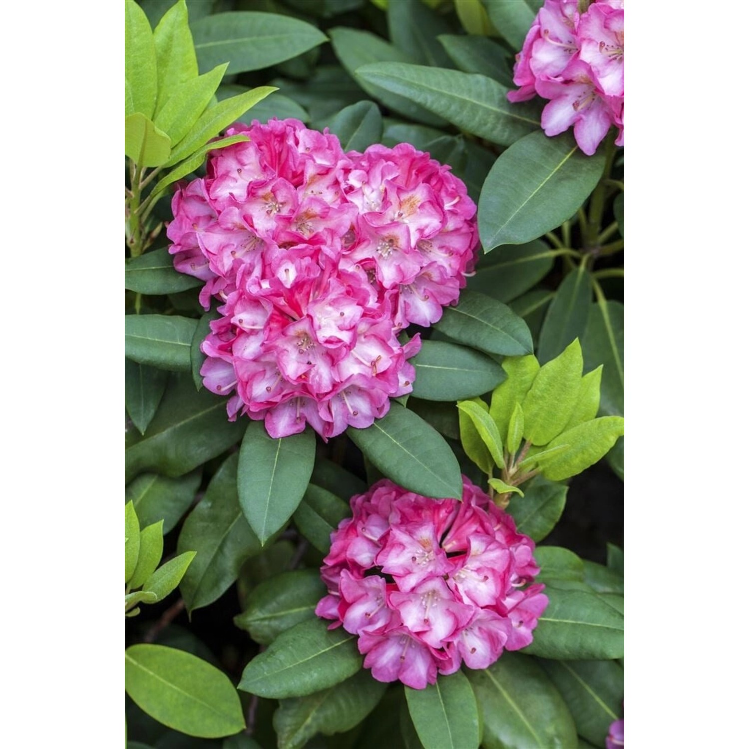 Rhododendron Yakushimanum Tatjana Rosa Blüten 30–40 cm günstig online kaufen
