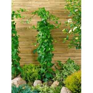 Herzförmiger Efeu Hedera Helix 'Mein Herz' im 9x9 cm Topf, Kletterpflanze für Garten & Balkon.