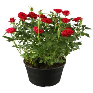 Beetrose Rot im Topf, ca. 20-30 cm hoch, mit vielen roten Blüten und grünen Blättern.