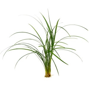 Stoffels Aquariumpflanze Ophiopogon japonicus mit dunkelgrünen Blättern für den Mittelgrund im Aquarium.