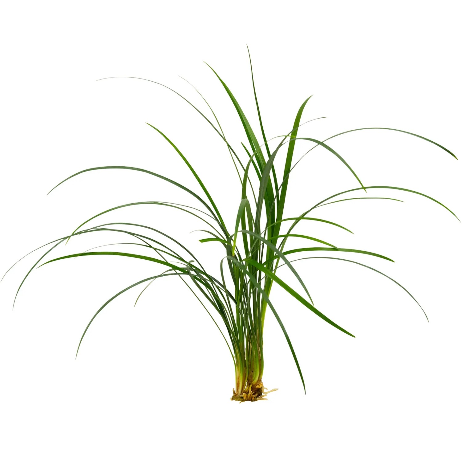 Ophiopogon japonicus sp.