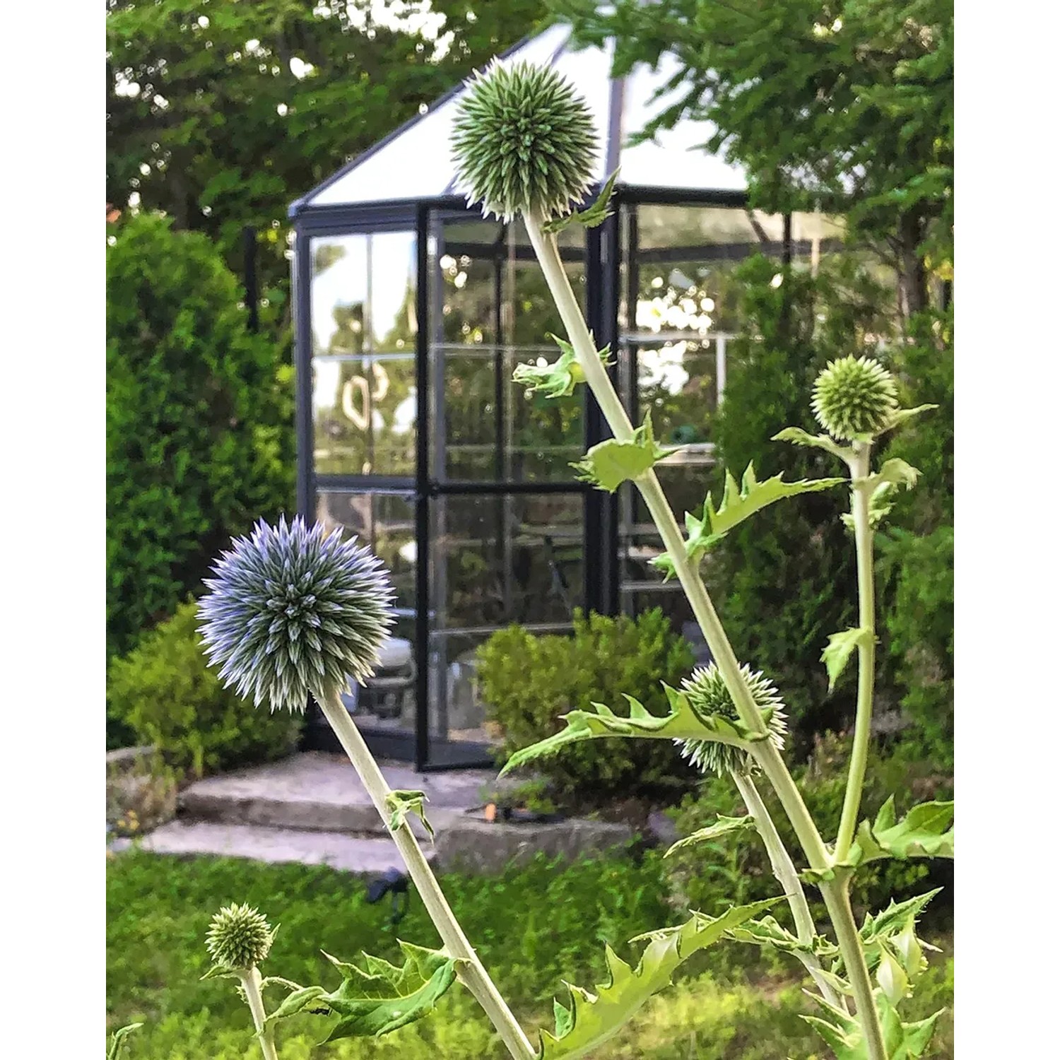 Sechseckiges Palram Canopia Oasis Gewächshaus mit Kugelblumen im Garten.