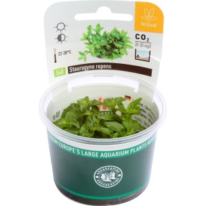 Dennerle Staurogyne Repens Aquariumpflanze im Topf, eine grüne Vordergrundpflanze für Aquarien.