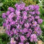 Blühender Rhododendron Russatum Azurwolke mit blauvioletten Blüten im Garten.