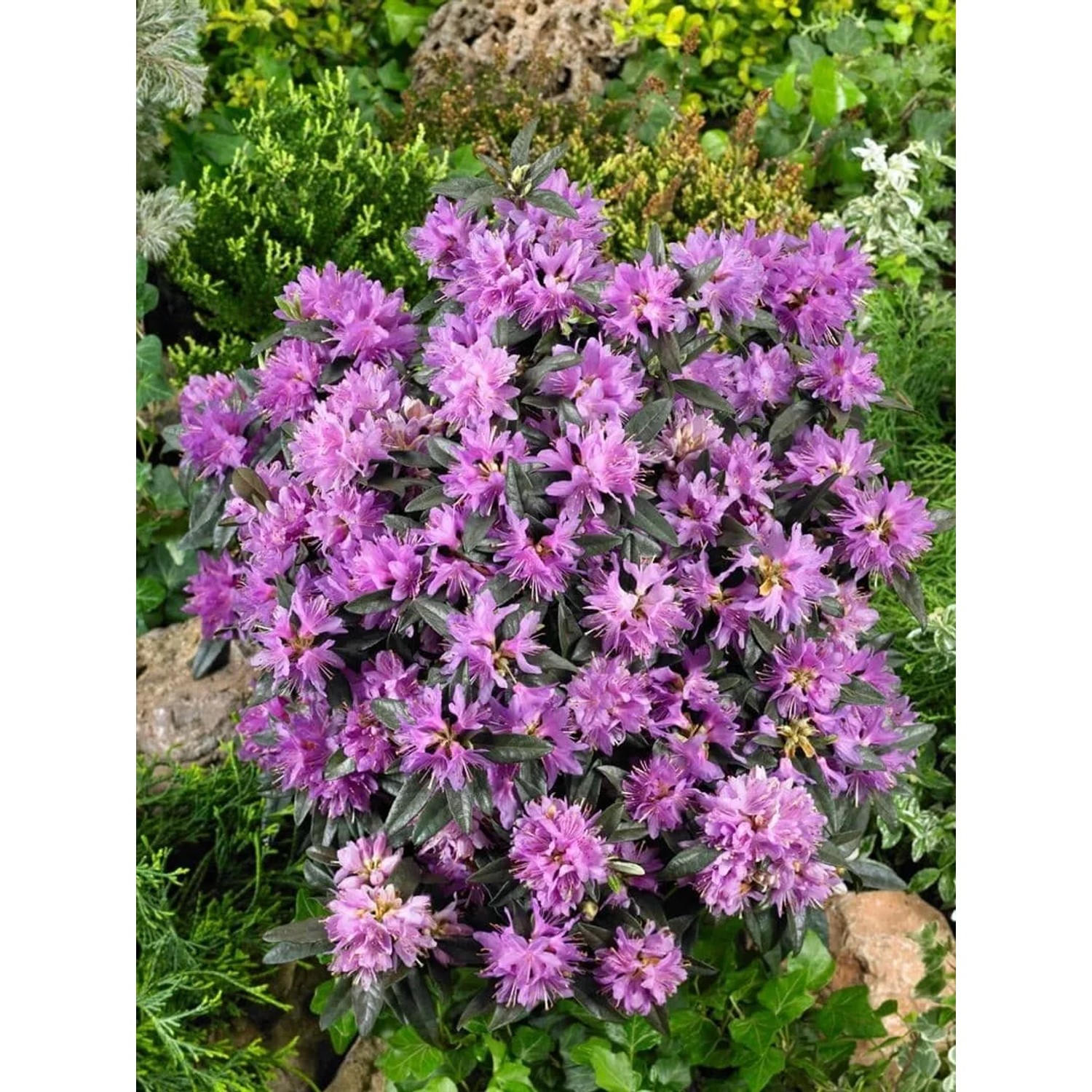 Blühender Rhododendron Russatum Azurwolke mit blauvioletten Blüten im Garten.