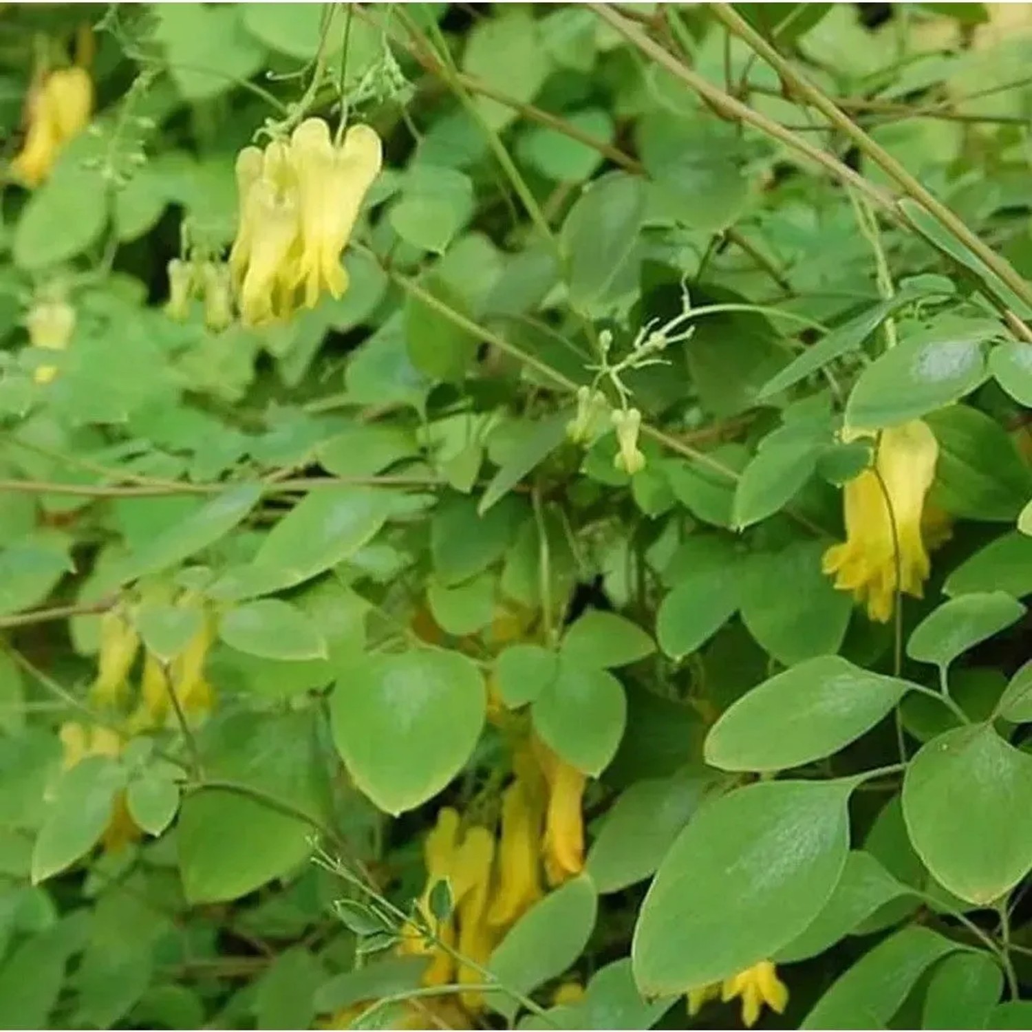 Gelbe kletternde Herzblume - Dicentra scandens