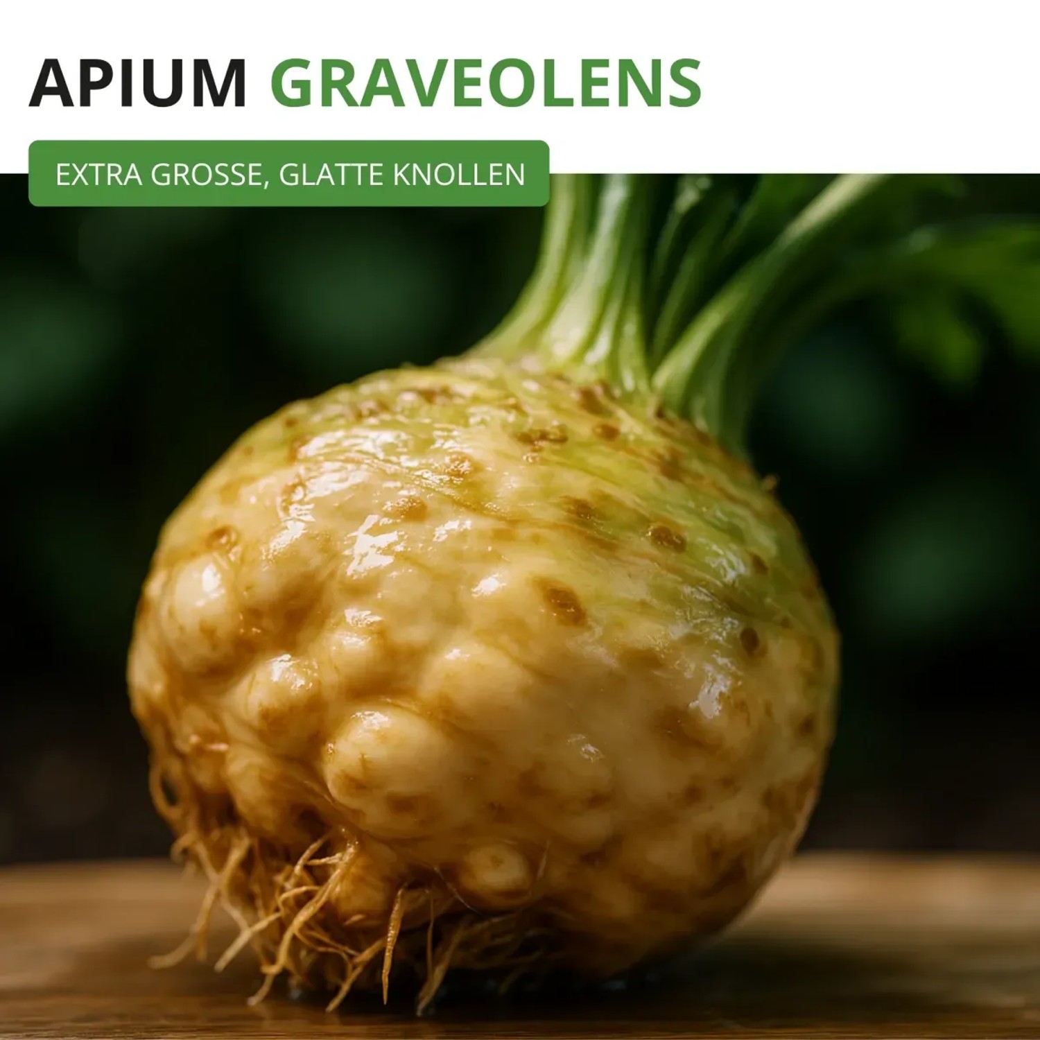 Knollensellerie 'Goliath' Samen: Große, glatte Knolle mit Wurzeln auf Holz.