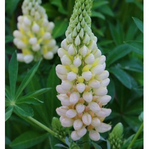 Gartenlupinie Gallery Gelb (Lupinus nanus) mit weißen und gelben Blüten im Detail.