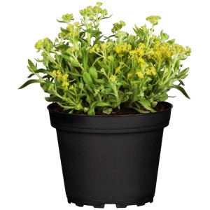 Gelbes Felsen-Steinkraut im Topf, ideal für Steingärten. GROW by OBI, ca. 13 cm Topf-Ø.