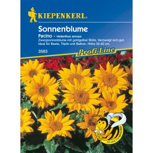 Kiepenkerl Sonnenblume Pacino Gelb, Zwergsonnenblume für Beet, Topf und Balkon.