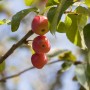 Nahaufnahme von roten Zieräpfeln (Malus Red Sentinel) am Baum mit grünen Blättern.