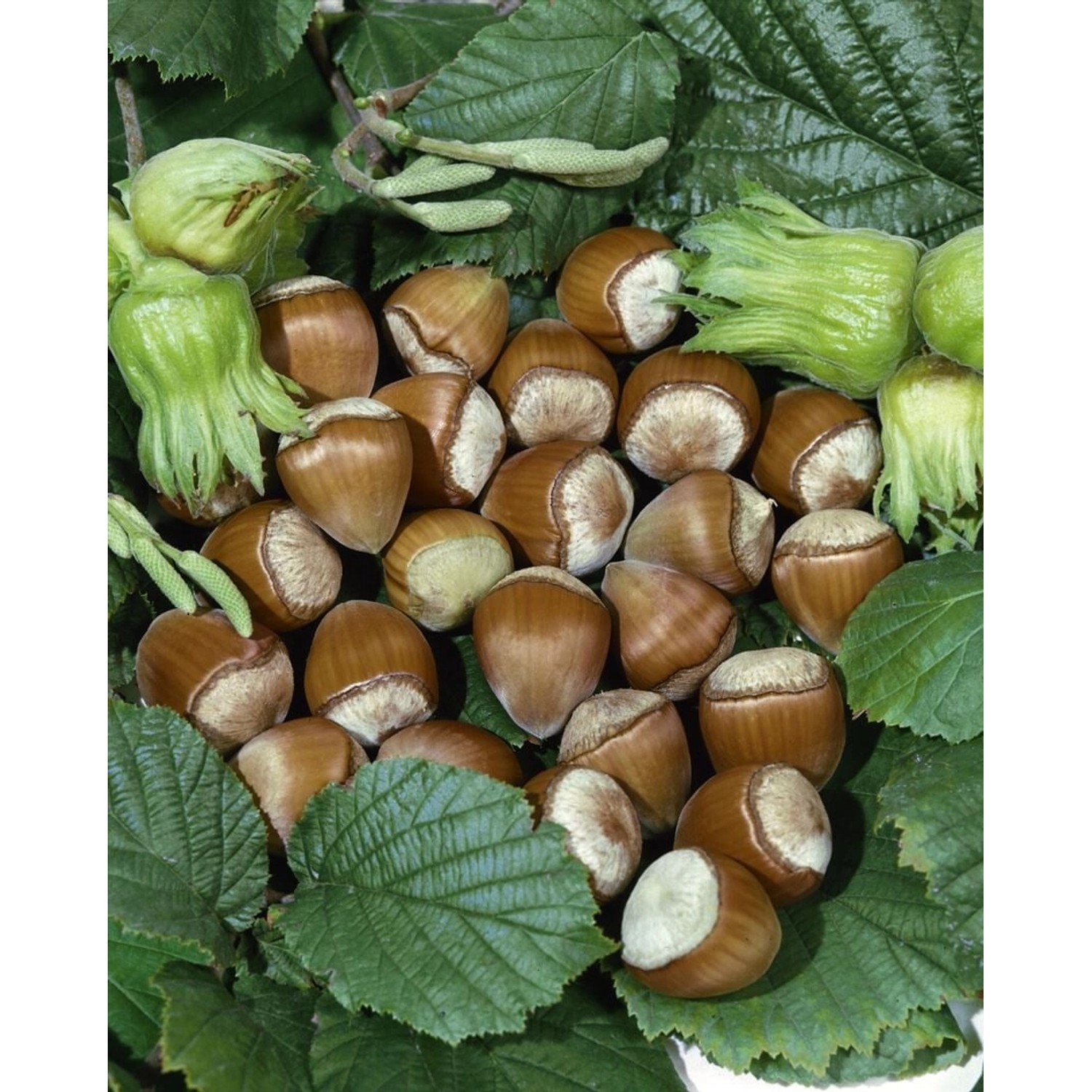 Corylus Avellana Hallesche Riesennuss Haselnuss 100–150 Cm günstig online kaufen