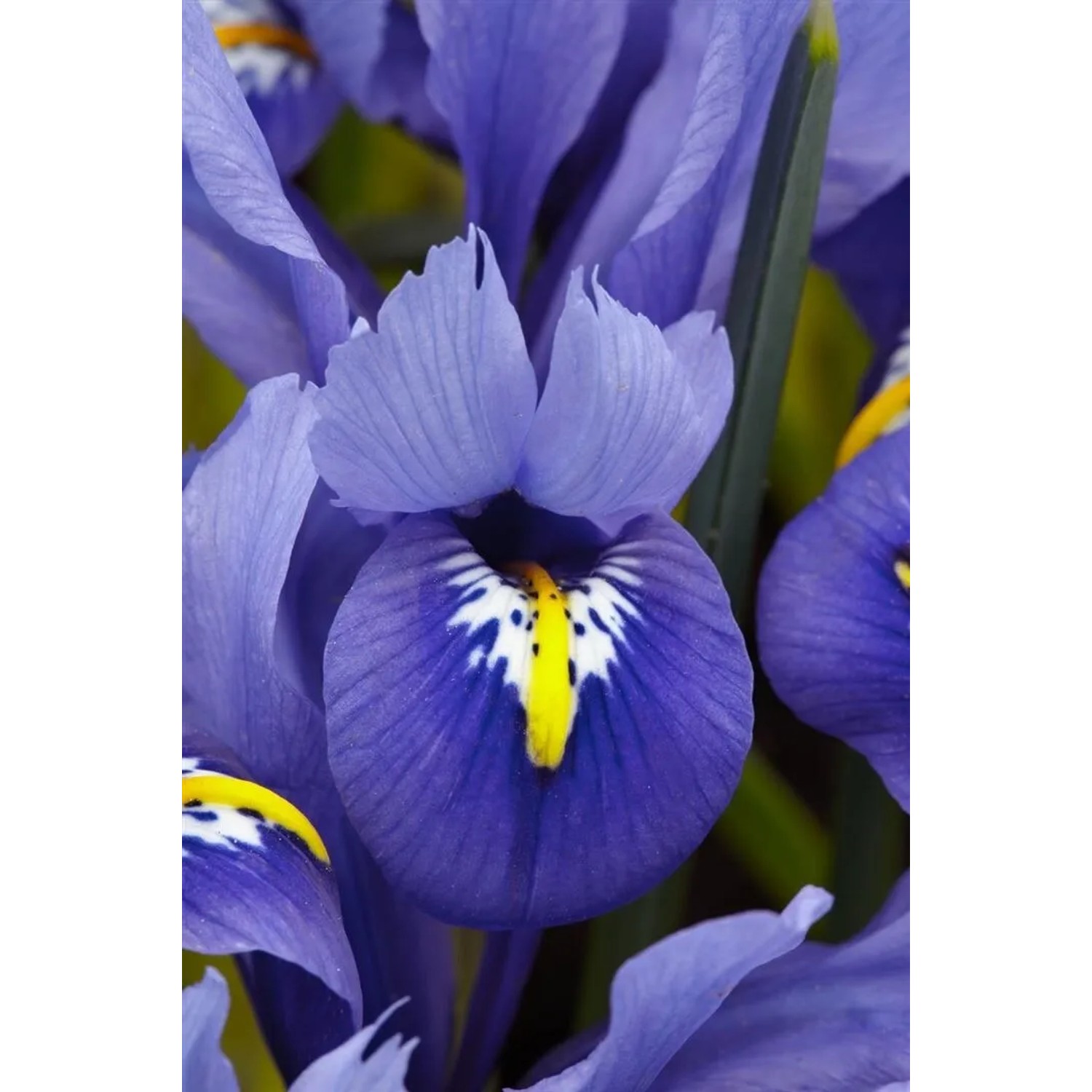 Nahaufnahme der blauen Zwergiris Harmony im 9x9 cm Topf, eine blühende Zimmerpflanze.