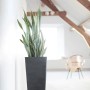 Hoher, dunkler Ecopots Pflanztopf Rotterdam, 70 cm, mit Pflanze im Interieur.