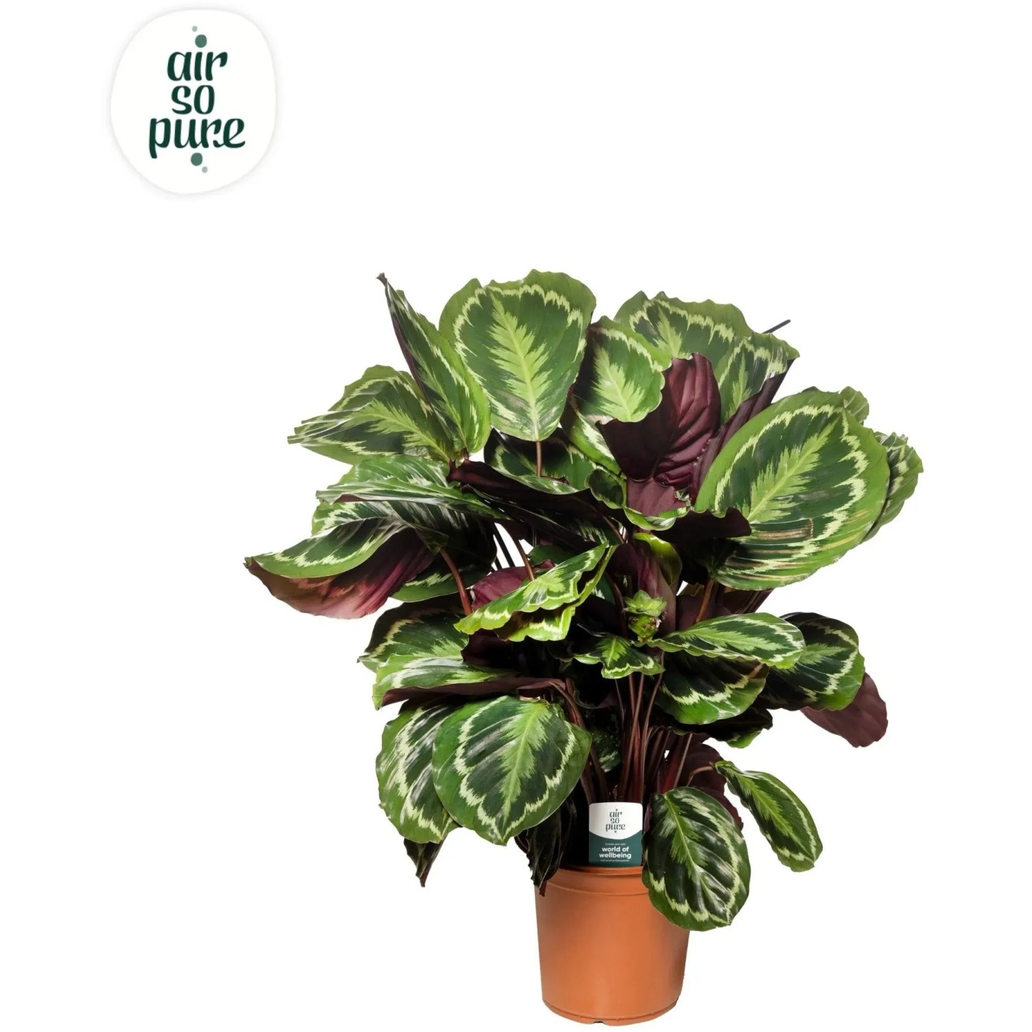 Korbmarante "Medallion" Höhe ca. 100 - 110 cm Topf-Ø ca. 27 cm Calathea