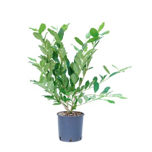 Sternmagnolie im Topf, ca. 60cm hoch. Magnolia stellata von GROW by OBI.