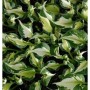 Funkie Whirlwind - Hosta fortunei