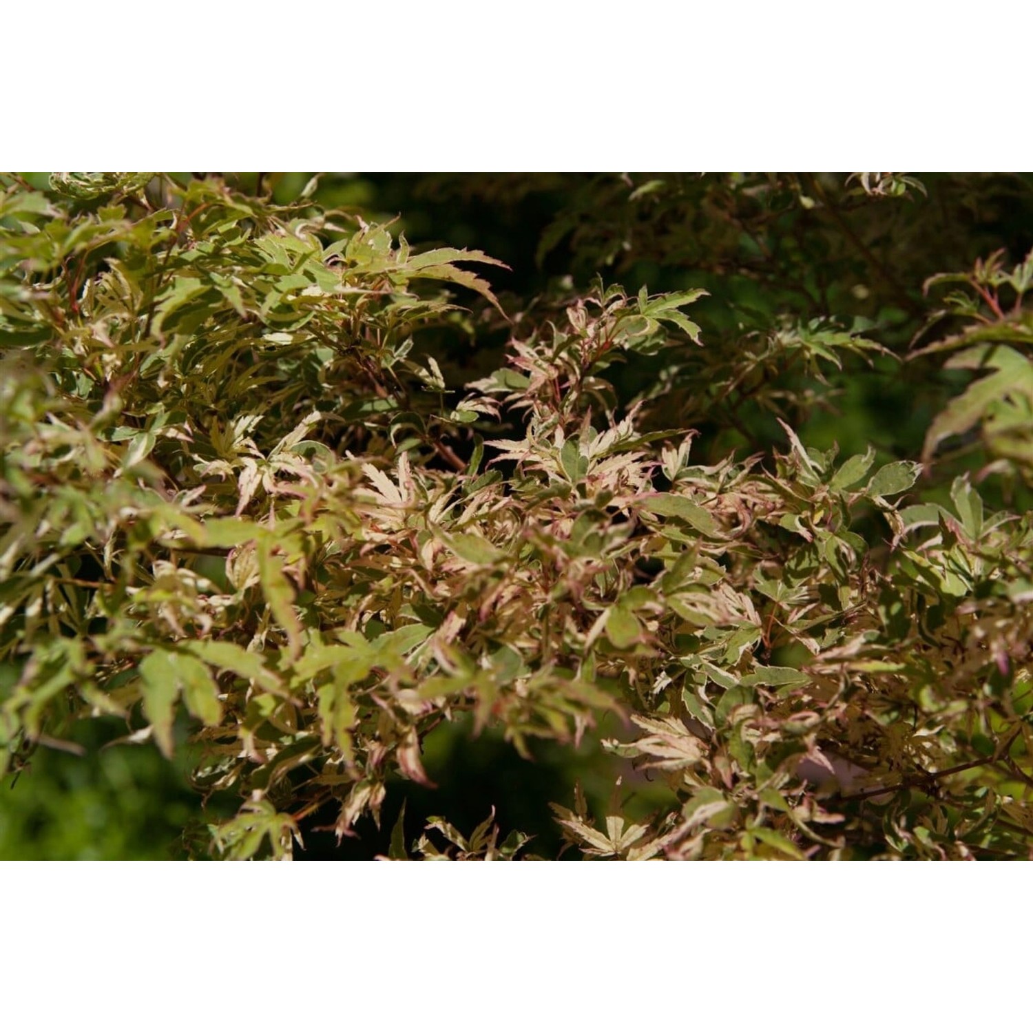 Acer Palmatum Oridono-Nishiki Japanischer Ahorn Buntes Laub 175–200 cm günstig online kaufen