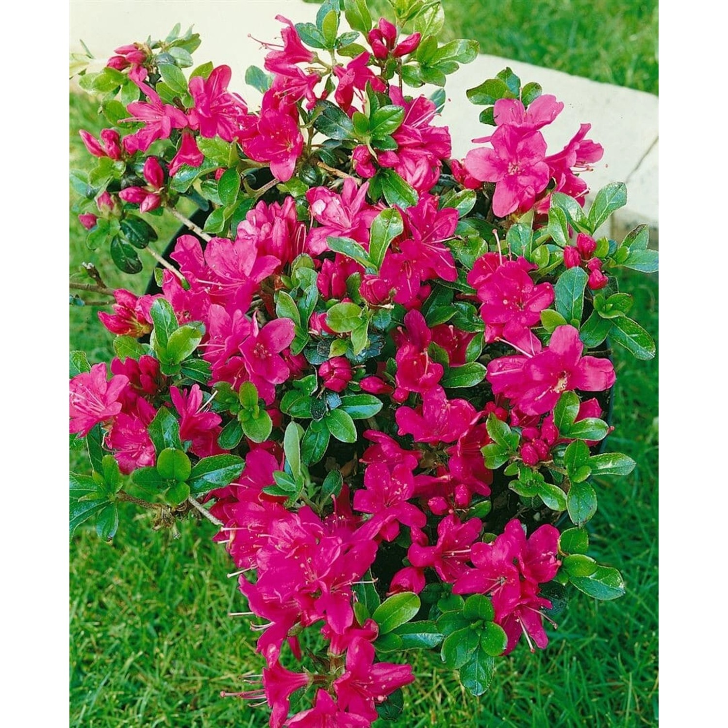 Rhododendron Obtusum Rubinetta Azalee Rubinrot 20–25 cm günstig online kaufen