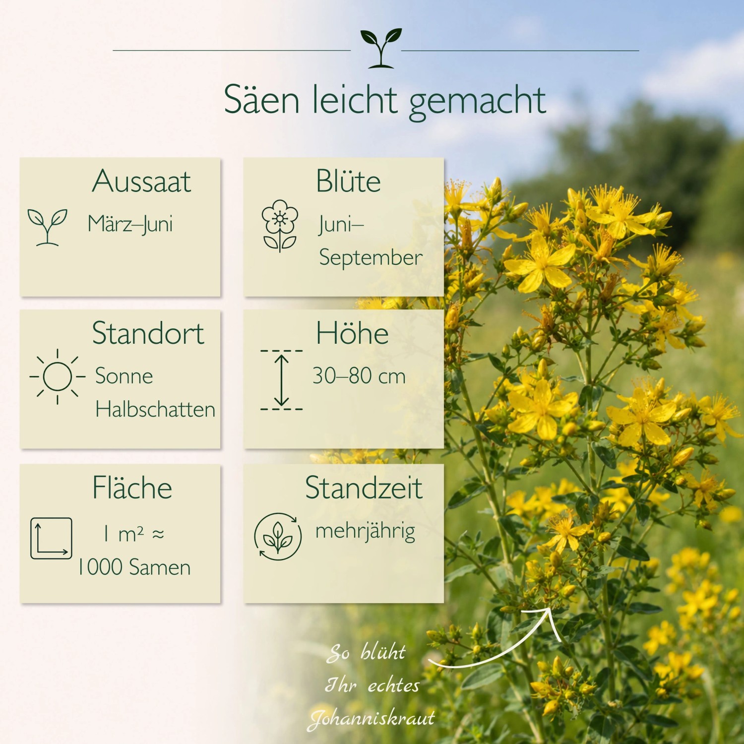 Echtes Johanniskraut mit gelben Blüten und Anbau-Infos: Aussaat, Blüte, Standort, Höhe. LaCaTho Blumensamen.