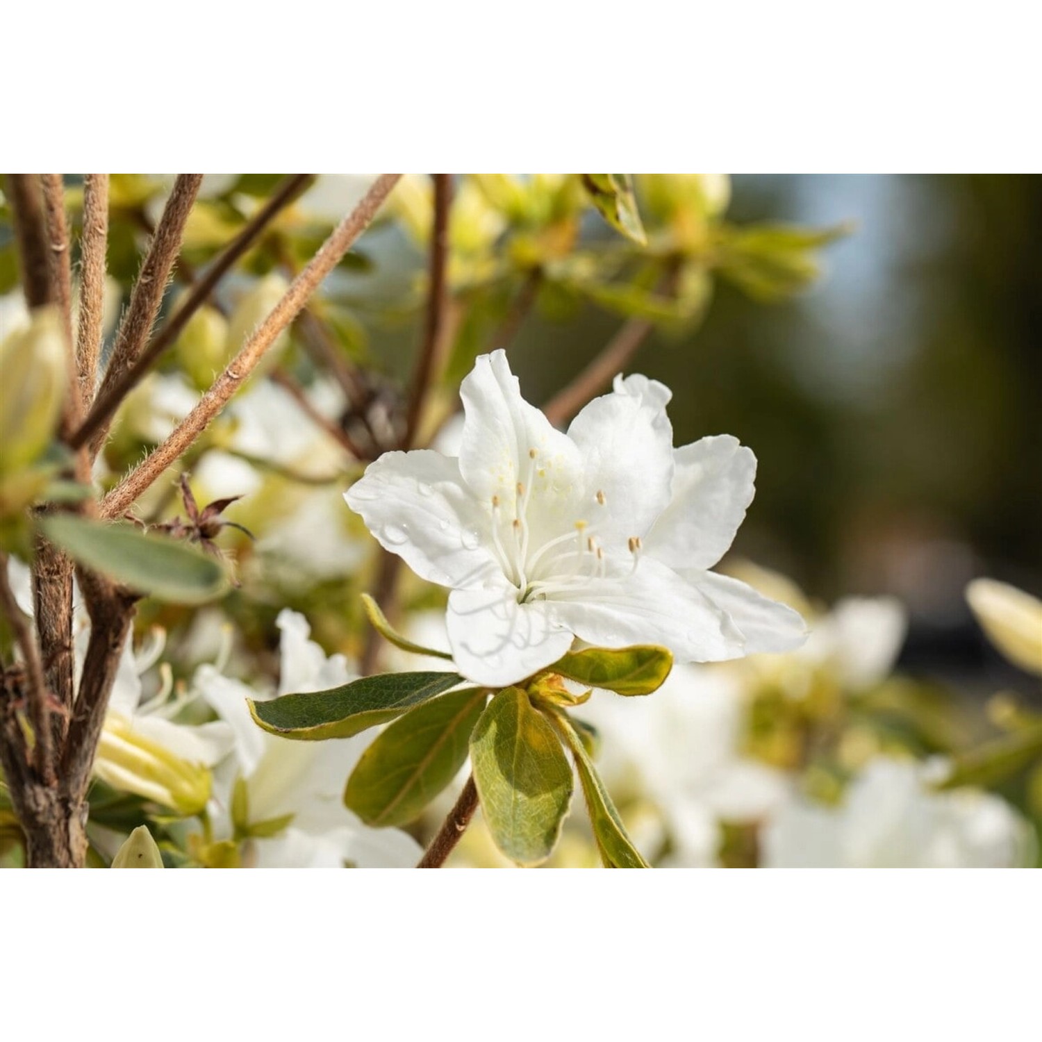 Rhododendron Obtusum Luzi Azalee Rosa Blüten 20–25 cm günstig online kaufen