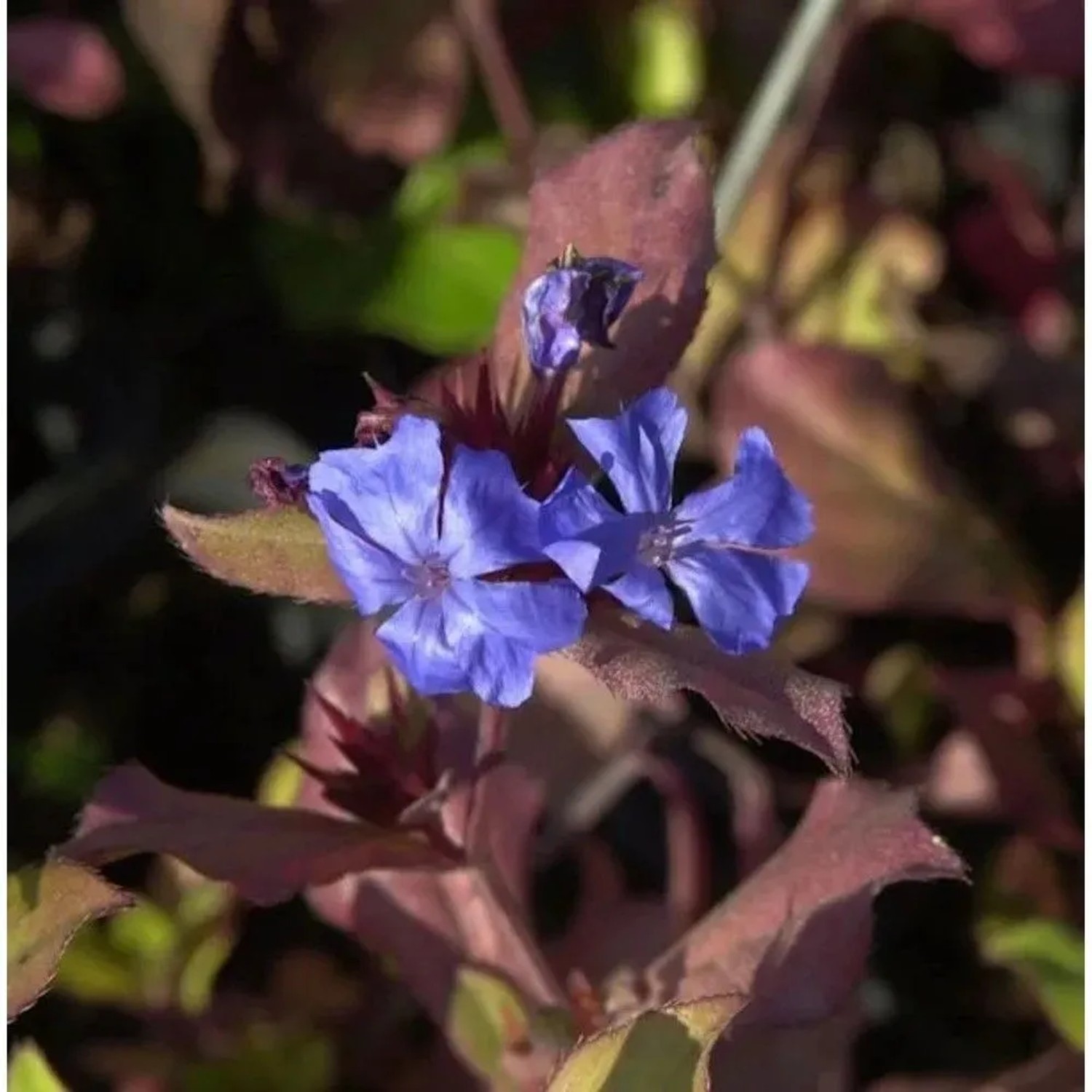 Chinesischer Bleiwurz - Ceratostigma plumbaginoides
