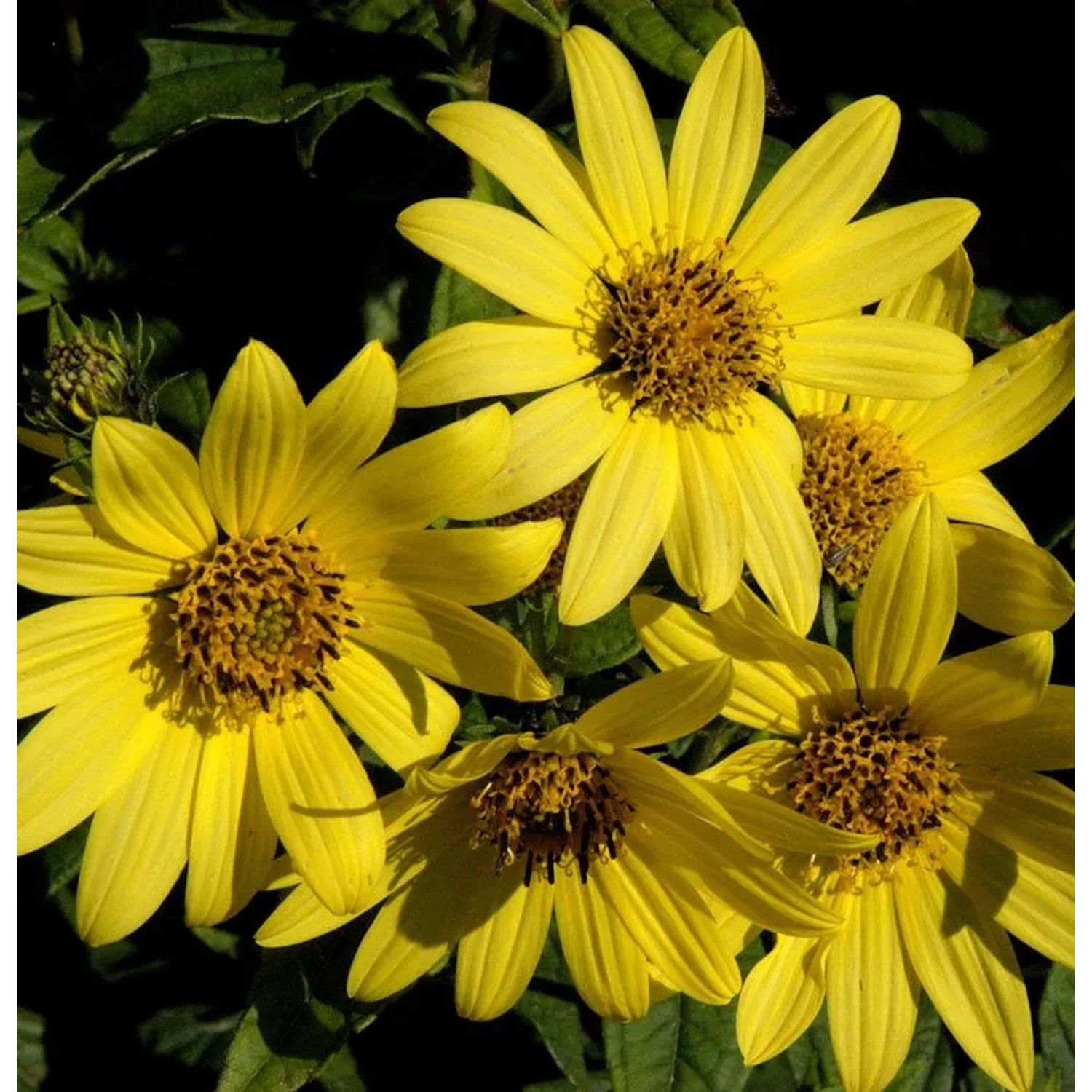 Stauden Sonnenblume Giganteus - Helianthus atrorubens
