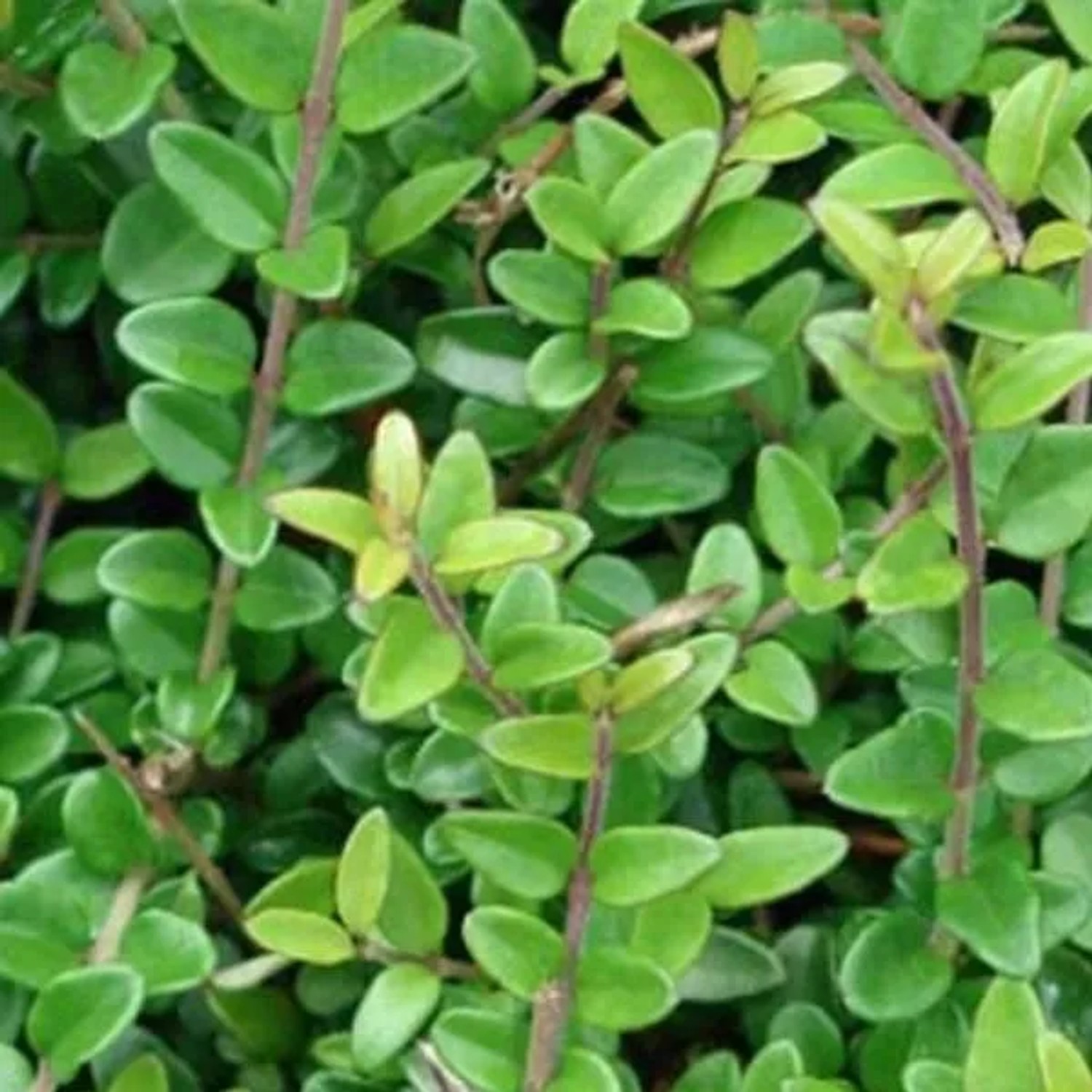 Heckenmyrte 'Elegant' Lonicera nitida 40 bis 50 cm im Container Kompakt
