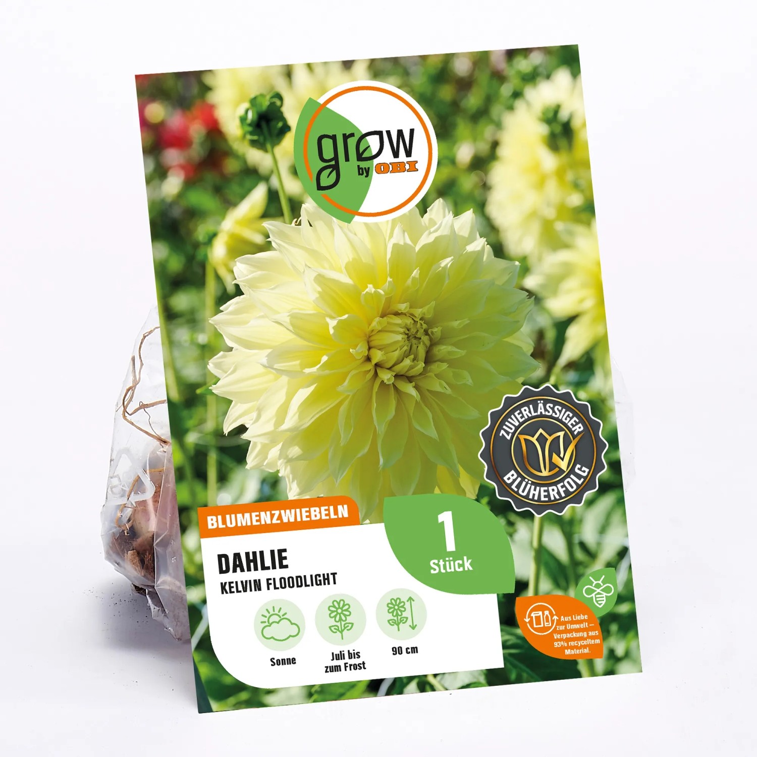 GROW by OBI Dahlie Kelvin Floodlight, gelbe Blüte, Höhe ca. 90cm.