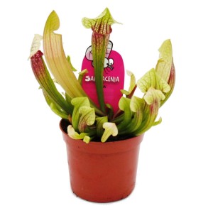 Schlauchpflanze Sarracenia Eva im 9cm Topf, eine exotische, fleischfressende Pflanze.