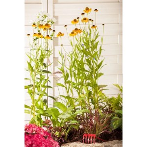 Sonnenbraut 'Wyndley' im Beet: Orange-gelbe Blüten der Helenium Staude im 11x11 cm Topf.