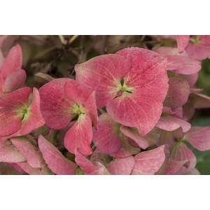 Nahaufnahme der roten Blüten der Bauernhortensie Dark Angel (30-40 cm).