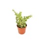 Exotenherz Jadebaum (Portulacaria Afra Var.) im braunen 8,5cm Topf.