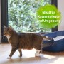Katze neben Katzenklo. Bactador Geruchsentferner für Katzenklos.