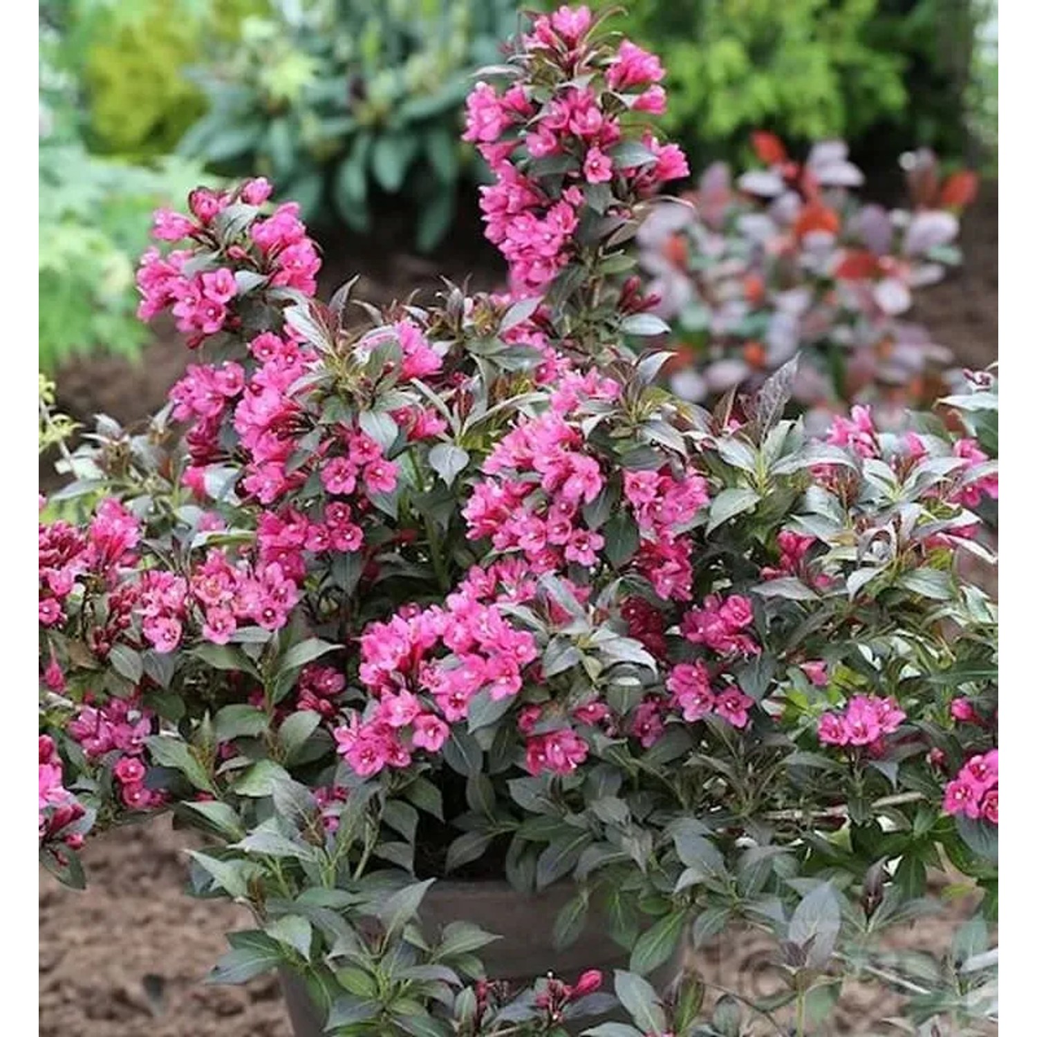 Weigelie Minor Black 60-80cm - Weigela florida